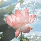 柘司