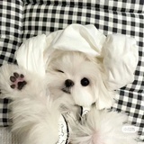 话梅凤梨冰