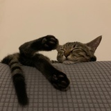 蘑了个菇