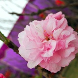 花开花落