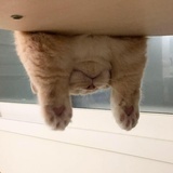 甜豆