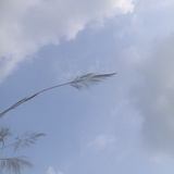 轻言