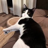 那不勒斯大母猴