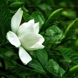 伊栀子陌