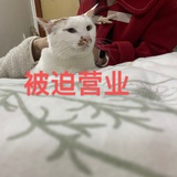 土豆你个普特头