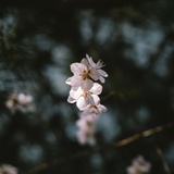 未来之瞳
