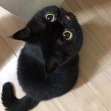 大可爱不可爱
