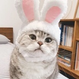 猪噗