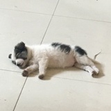哈利柏拉图
