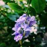 黄药师姐