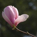 木笔花开