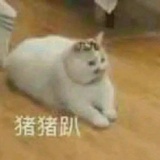 抓靓猪🐷