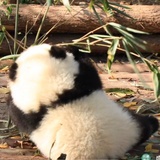 葵瓜子