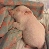 苏菲玛仔