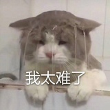 我有羊肉泡馍