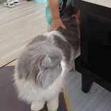 自牧归荑