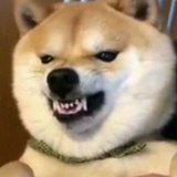 こねこ