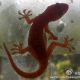 明☆明