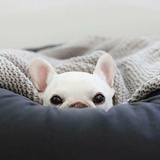小老🐑