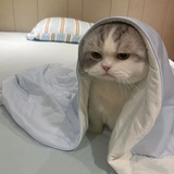蛋挞
