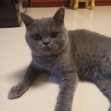 菲菲猫