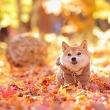 魔屯🐹🐹🐹～
