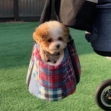 小玩子