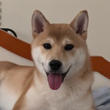枝烨