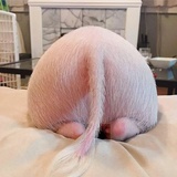 蜜桃臀pldd