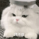 喵喵喵是只狗