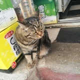 野性的呼唤