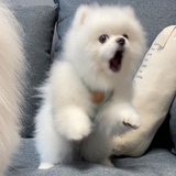 虎了吧鲸