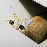 🐱 木茶宁
