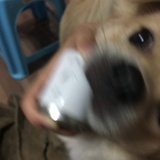 酥脆咸猪手
