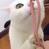 喵巫