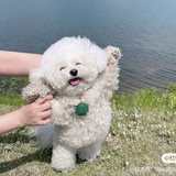 笨蛋的小猪咪