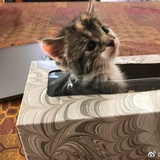 绿叶meow
