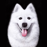 Soyi-Queen