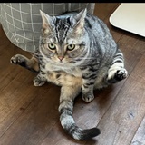 我的猫长命百岁