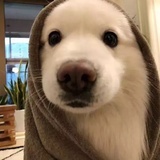 背书李