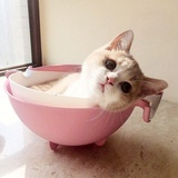 马蹄莲