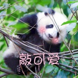 甜虾