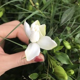 太阳葵花🌻