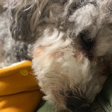李毛球球