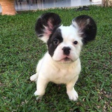 一只耳的北极熊