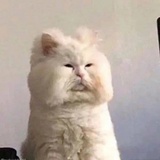 白砂糖