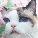 貂