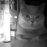 棉花
