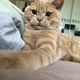🐯
