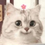 小灰灰